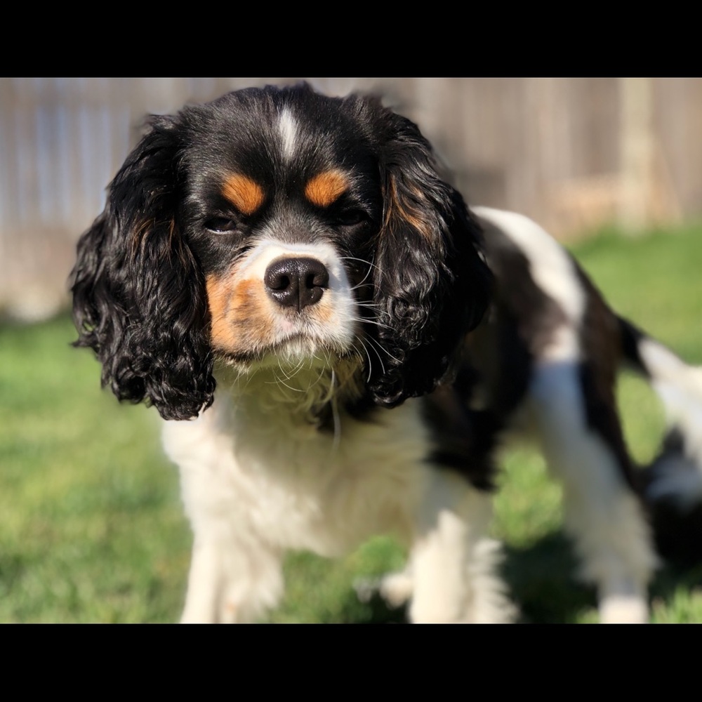 Meet your Posher, Shala